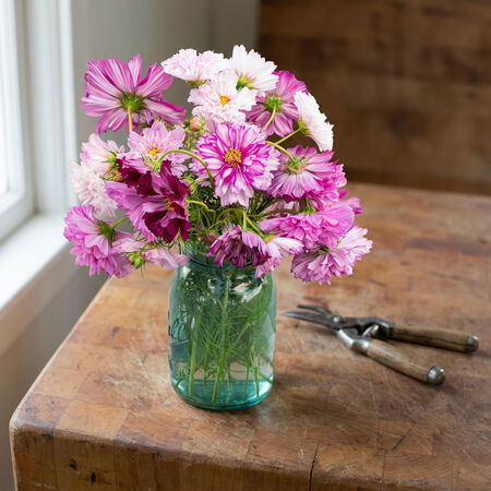 Double Click Mix, Cosmo Seeds - Packet image number null